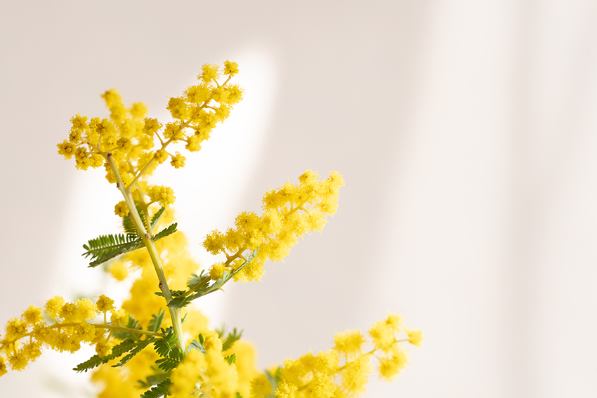 ミモザの花