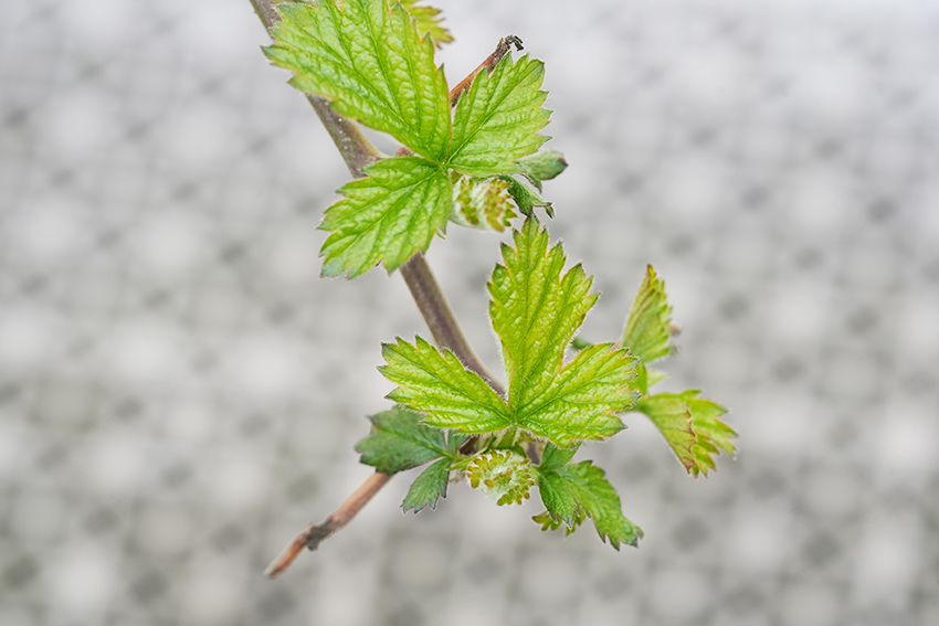ブラックベリーの新芽