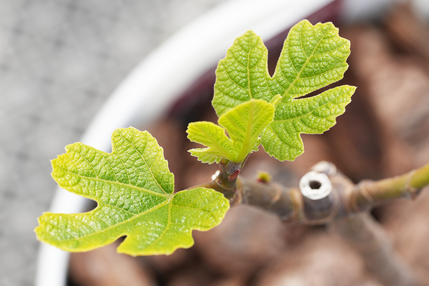 イチジクの新芽