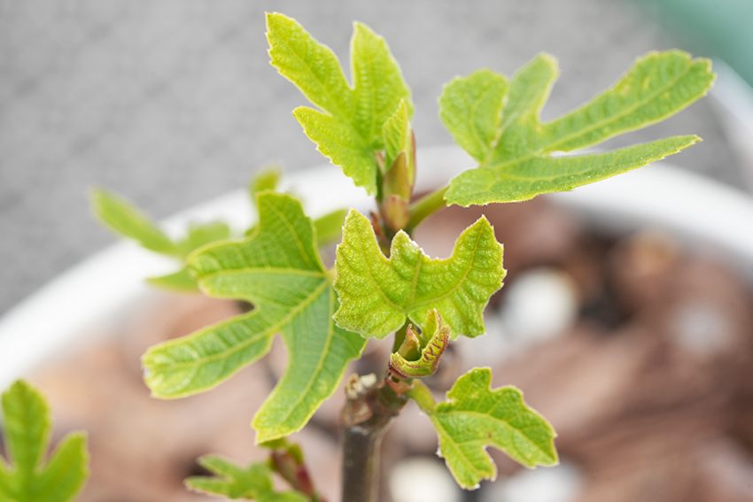 イチジクの新芽
