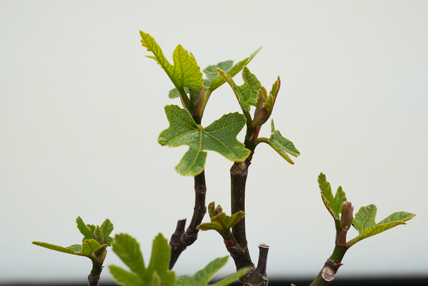 イチジクの新芽