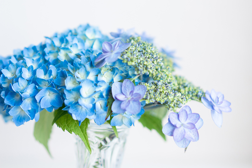 紫陽花