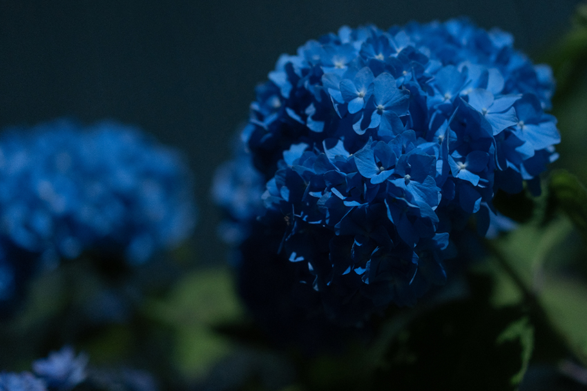 夜の紫陽花 アップ