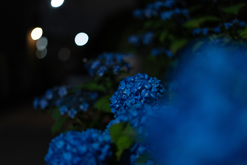 夜の紫陽花