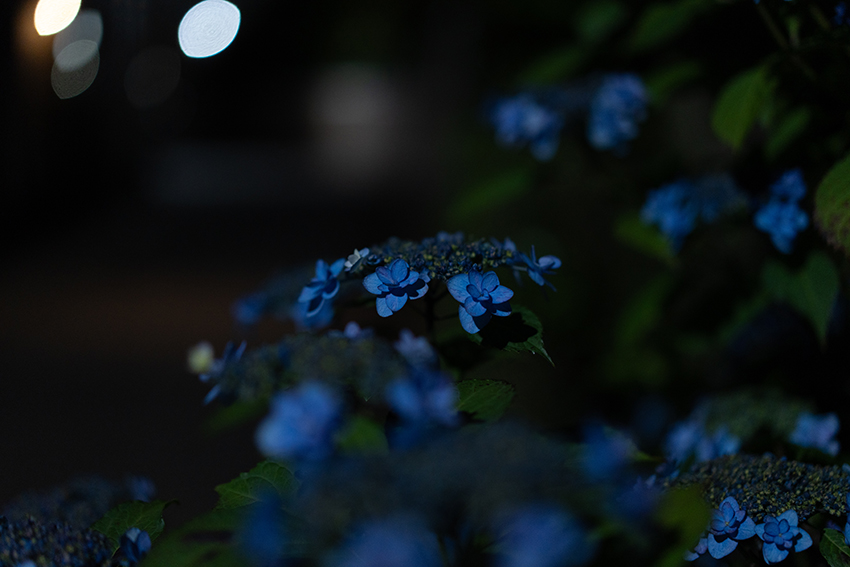 夜の紫陽花